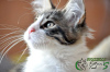 Photo №3. Maine Coon Boy. Russian Federation