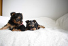 Additional photos: Vaccinated Yorkshire Terrier Puppies available for loving homes
