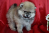 Additional photos: Mini Pomeranian boy