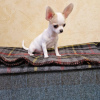 Photo №3. Mini Chihuahua Puppies For Sale. United States