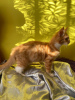 Photo №4. I will sell maine coon in the city of Inowrocław. breeder - price - 792$