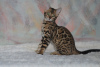 Photo №1. bengal cat - for sale in the city of Minsk | 364$ | Announcement № 5107