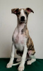 Photo №4. I will sell whippet in the city of Moore. private announcement - price - 521$