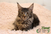 Photo №1. maine coon - for sale in the city of St. Petersburg | 405$ | Announcement № 14143