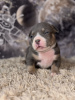 Additional photos: American bully puppies SHOW CLASS