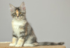 Photo №2 to announcement № 6360 for the sale of maine coon - buy in Russian Federation from nursery
