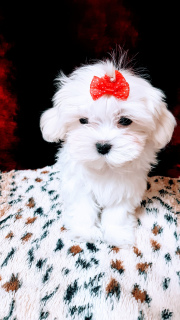 Photo №2 to announcement № 2885 for the sale of maltese dog - buy in Russian Federation private announcement