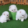 Photo №1. pomeranian - for sale in the city of Sarajevo | negotiated | Announcement № 119842