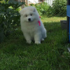 Additional photos: CUTE SAMOYED PUPPIES AVAILABLE FOR SALE