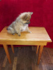 Photo №3. *Outstanding* pomeranian puppies for sale. Germany