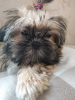 Additional photos: Purebred Shih Tzu puppies.