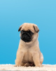 Photo №2 to announcement № 16299 for the sale of pug - buy in Russian Federation breeder
