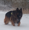 Photo №3. Beautiful Stud in Poland. Announcement № 42745
