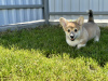 Additional photos: Pembroke Welsh Corgi puppies