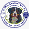 Photo №1. bernese mountain dog - for sale in the city of Kolomna | 14$ | Announcement № 25827