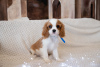 Additional photos: Puppies Cavalier King Charles Spaniel