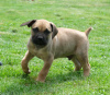 Additional photos: Boerboel (South African Mastiff) puppies