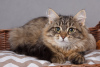 Photo №1. siberian cat - for sale in the city of St. Petersburg | negotiated | Announcement № 6598