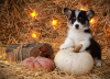 Photo №2 to announcement № 86682 for the sale of welsh corgi - buy in Russian Federation from nursery