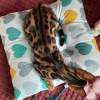 Photo №4. I will sell bengal cat in the city of Minsk. private announcement, from nursery - price - 470$
