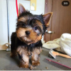 Photo №1. yorkshire terrier - for sale in the city of Lisbon | negotiated | Announcement № 94445