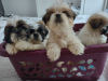 Photo №2 to announcement № 63478 for the sale of shih tzu - buy in United States breeder