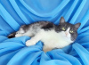 Photo №2 to announcement № 176551 for the sale of  - buy in Belarus 