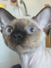 Photo №4. I will sell devon rex in the city of Kiev. from nursery - price - 600$