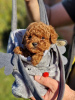 Photo №1. poodle (dwarf) - for sale in the city of Нови Сад | negotiated | Announcement № 84941