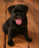 Photo №4. I will sell pug in the city of Kiev. from nursery - price - 710$