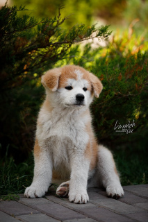 Photo №2 to announcement № 4112 for the sale of akita - buy in Russian Federation breeder