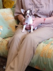 Photo №2 to announcement № 11471 for the sale of chihuahua - buy in Russian Federation breeder
