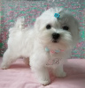 Photo №4. I will sell maltese dog in the city of Kiev. from nursery - price - 1500$