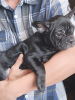 Photo №1. french bulldog - for sale in the city of Brest | negotiated | Announcement № 69493