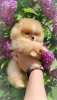 Additional photos: Pomeranian Spitz, puppies. Mini bears