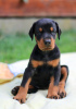 Additional photos: Doberman BEST puppies