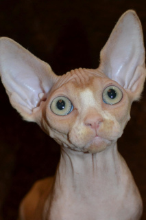 Photo №2 to announcement № 1922 for the sale of sphynx-katze - buy in Ukraine from nursery