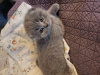 Photo №1. scottish fold - for sale in the city of Sacramento | negotiated | Announcement № 109501