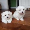 Photo №2 to announcement № 56451 for the sale of maltese dog - buy in Finland private announcement