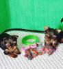 Photo №2 to announcement № 57501 for the sale of yorkshire terrier - buy in Georgia private announcement