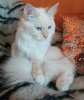 Additional photos: Nevsky Masquerade cat with pedigree