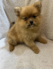 Photo №1. pomeranian - for sale in the city of Chicago | 300$ | Announcement № 67911