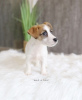 Photo №1. jack russell terrier - for sale in the city of Ludwigsburg | 528$ | Announcement № 99574
