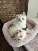 Photo №1. ragdoll - for sale in the city of Miskolc | Is free | Announcement № 99025