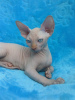 Photo №1. sphynx cat - for sale in the city of Berlin | 317$ | Announcement № 70420