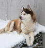 Photo №3. Husky mating in Belarus. Announcement № 69989