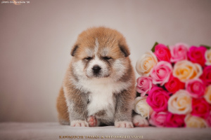 Photo №2 to announcement № 6177 for the sale of akita - buy in Russian Federation from nursery