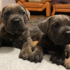 Photo №2 to announcement № 120688 for the sale of cane corso - buy in Belgium private announcement, breeder