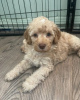 Additional photos: Miniature Goldendoodle Puppies Text 1 (559) 745-5646