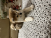 Photo №2 to announcement № 39510 for the sale of akita - buy in Russian Federation breeder
